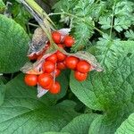 Iris foetidissima Ffrwyth