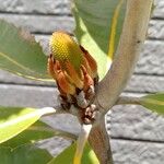Banksia robur फूल