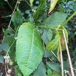 Dipsacus pilosus Leaf