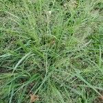 Eragrostis spectabilis 整株植物