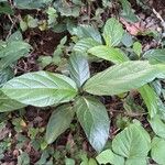 Ficus hispida Blad