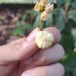 Unonopsis stipitata Flower