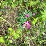 Trifolium lupinaster برگ