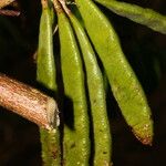 Lennea viridiflora Fruit