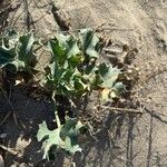 Eryngium maritimumLehti