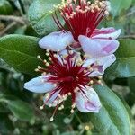Feijoa sellowiana Flower