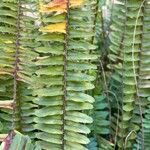 Nephrolepis cordifolia Blad