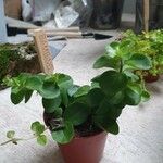 Peperomia rotundifolia Lapas