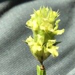 Sideritis hyssopifolia Flower