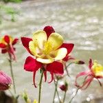 Aquilegia canadensis Fleur