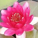 Nymphaea candida Flower