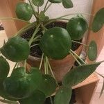 Pilea peperomioides Лист