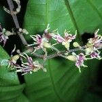 Miconia gracilis Otro