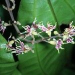 Miconia gracilis Other