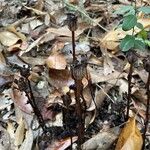 Monotropa unifloraBloem