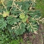 Tetrapanax papyrifer Maua