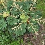 Tetrapanax papyrifer Λουλούδι