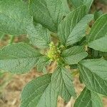 Amaranthus blitum പുഷ്പം
