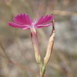 Dianthus graniticus Flors