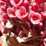 Bromelia balansae Flors