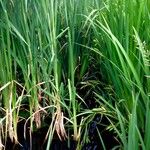 Typha angustifolia Leaf