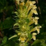 Galeopsis × polychroma Bloem