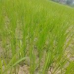 Oryza sativaBlatt