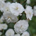 Achillea ptarmica 花