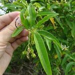 Solanum bahamense autre
