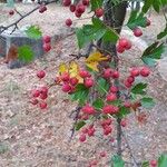 Crataegus monogyna Frucht