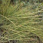 Ephedra viridis Folla