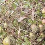 Quercus coccifera Fruit