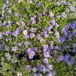 Symphyotrichum oblongifolium Flower