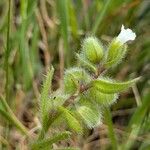 Nonea echioides 花