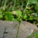 Carex depauperata आदत