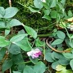 Lathyrus venetus Blad