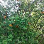 Colutea orientalis Hábito