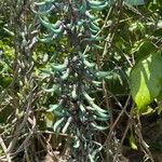 Strongylodon macrobotrys Flor