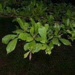 Terminalia amazonia その他の提案