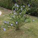 Hibiscus syriacusFrucht