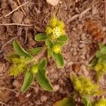 Acanthospermum australe 花