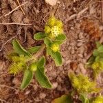 Acanthospermum australe Flower