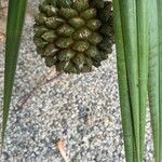 Pandanus utilis Owoc