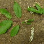 Prunus cornuta Hábito