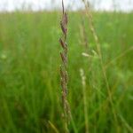 Bouteloua curtipendula Fruit