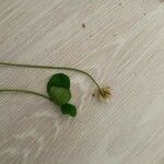 Trifolium nigrescens Leaf