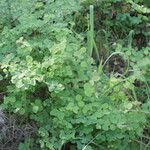 Adiantum jordanii Облик