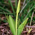 Ophioglossum azoricum Buveinė