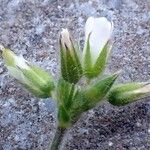 Cerastium glomeratum Flor