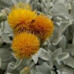 Centaurea ragusina Blüte